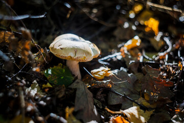Grzyby, las, jesień © Estera