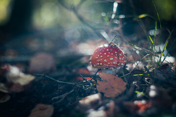 Grzyby, las, jesień © Estera