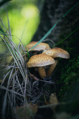 Grzyby, las, jesień © Estera