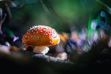 Grzyby, las, jesień © Estera
