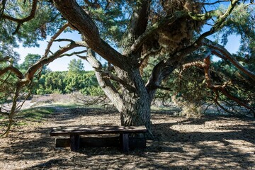 Obraz premium Nature shot of a wonderful resting spot beneath a majestic tree in an autumnal heath landscape.