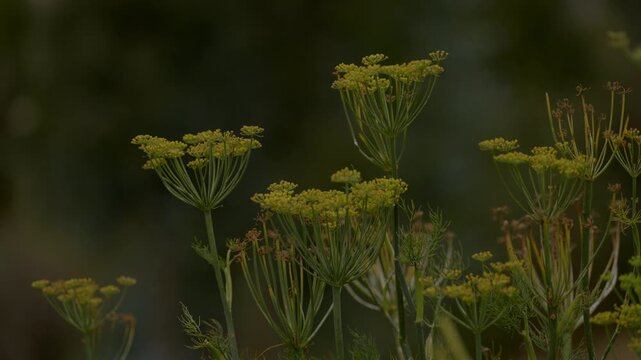 Close-up of yellow flowering fennel dill herb plants swaying outdoors with soft blurred background. Cinematic botanical nature b-roll in Peru.