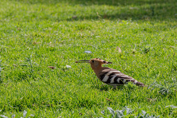 Hoopoe bird on green grass © AlexTow