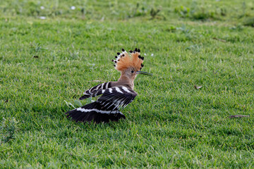 Hoopoe bird on green grass © AlexTow