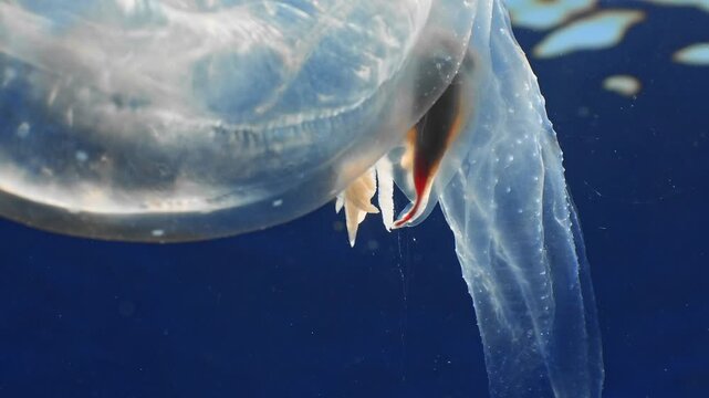 Silhouetted view of a translucent pelagic mollusk spinning and drifting beneath bright surface light