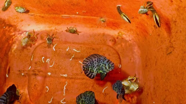 View inside an orange bucket containing small driftfish, tiny crabs, and barnacles collected from the sea.