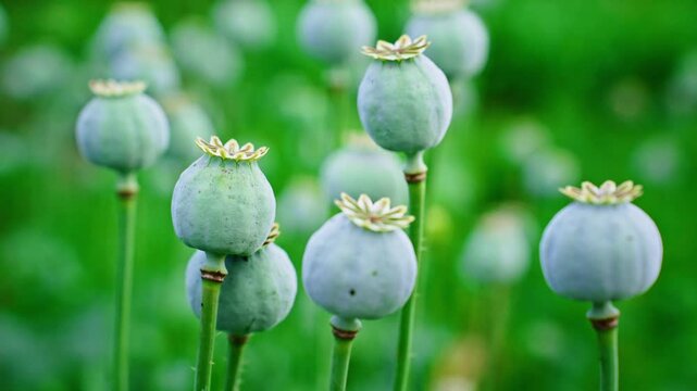 Green poppy pods stand tall in field. They glow soft blue against blurred green background. Each pod shows delicate, dried, golden petals. Natural light highlights texture and gentle curves