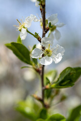 Beautiful white cherry blossom flowers on a branch with green leaves, spring background with selective focus © polikarpovaart