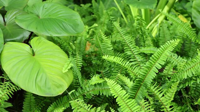 Homalomena rubescens (Roxb.) Kunth or Queen of Hearts Plant and Ferns in the gentle wind