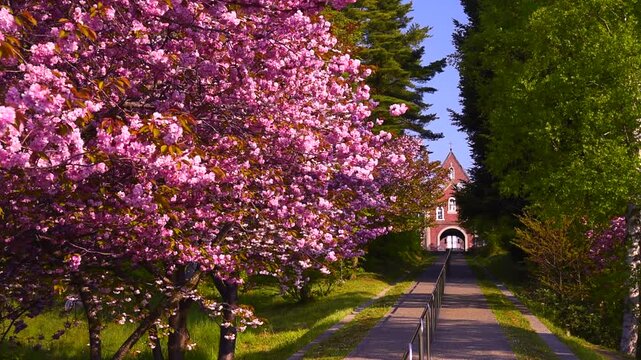 トラピスト修道院と桜