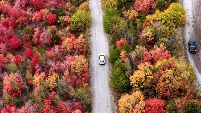 Drone video captures a white vehicle winding across a forest road surrounded by rich red, orange, and yellow fall foliage in bright daylight, creating a colorful seasonal landscape.
