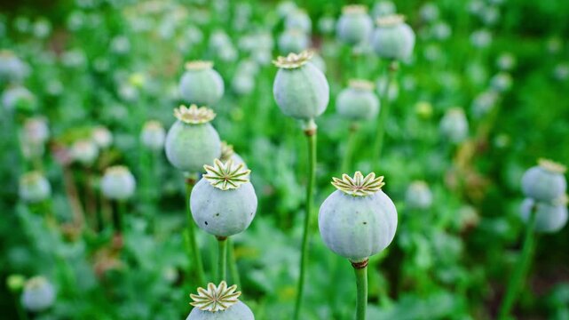 Green poppy pods stand tall on thin stems. Fuzzy green stems stretch upward from dense foliage. Round bony pods glow soft under diffused light. No people, no animals, no movement in this scene