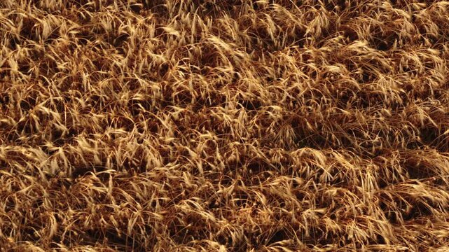 Top-down telephoto aerial drone shot flying slowly forward over a ripe wheat patch, looking straight down as dense mature plants scroll into frame in a harvest-ready field