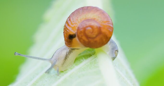 Round-shelled snail creeps under wet leaf at monsoon dawn; slow motion inverted gastropod.