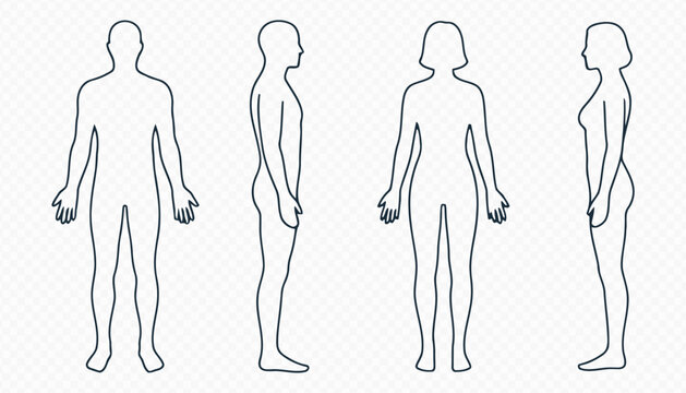 Human Anatomy Body Line Shape Vector Silhouette Set