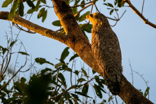 Great Potoo - Nyctibius grandis, unique nocturnal bird native to the forests and woodlands of Central and South America, Pantanal, Brazil.