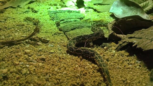 Russell's Viper Snake from the Western Ghats of India