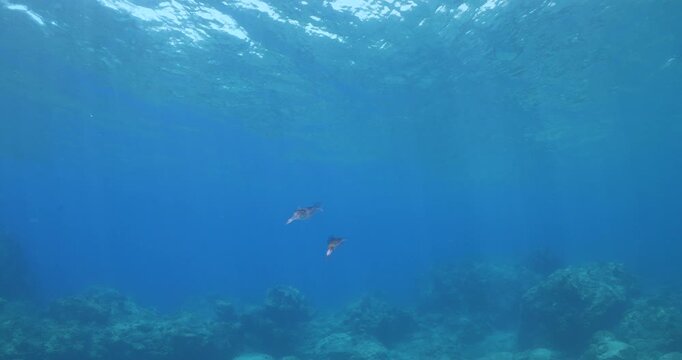 squid  underwater  calamari drifting and swimming underwater close and slow ocean scenery animal cephalopod : Decapodiformes sepioteuthis lessoniana