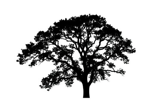 Tree silhouette vector against a pure white background with clean lines and simplicity, ||black, natural