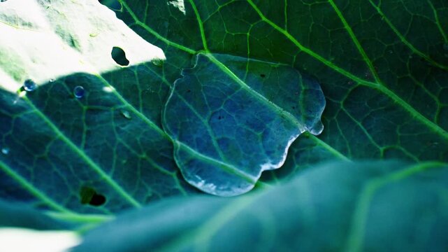 Water droplet rests on dark green leaf. Leaf veins glisten under soft light. Gentle moisture reflects surroundings. Nature's quiet moment captured. Ideal for organic, botanical, or serene themes
