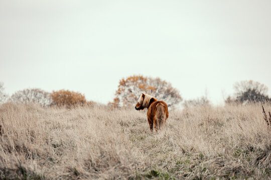 Shetland pony looking back in an autumn field