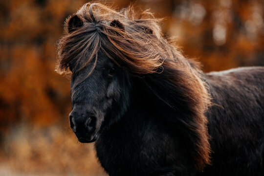 Majestic black pony with flowing mane in autumn