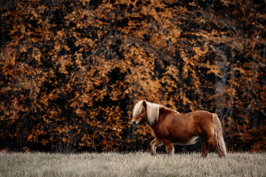 A small pony with a blonde mane walking in an autumn field