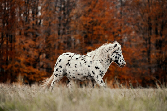 A stunning spotted horse trots through an autumn field