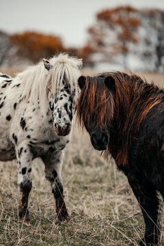 Two shaggy ponies standing together in a grassy field