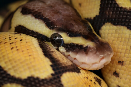 Closeup Ball python pastel morph on isolated background, Regius python closeup on isolated background