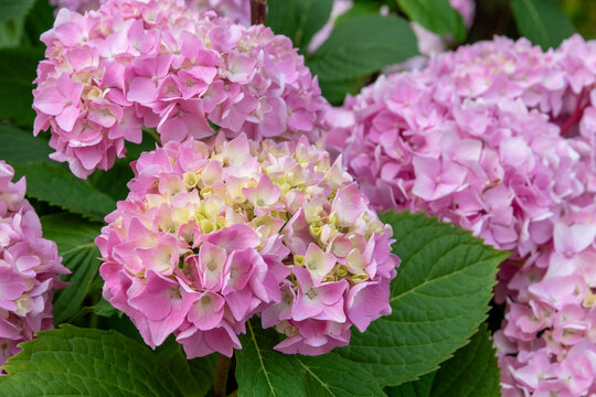 Close up of lush pink hydrangea flowers (Hydrangea macrophylla) in full bloom, with delicate pastel petals, rounded flower clusters and fresh green leaves in a summer garden