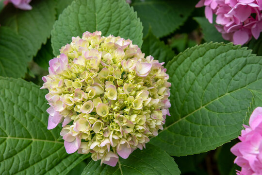 Close up of a developing hydrangea flower head (Hydrangea macrophylla) with pale green, creamy yellow and soft pink blossoms surrounded by large textured green leaves in a garden