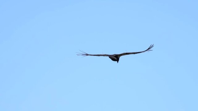 California condor gliding across a blue sky