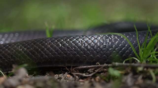 Slithering snake close up. Black snake. Big black surface features scales, dangerous. Forest Cobra. Black Cobra. Black snake crawling. Snakes in motion. Creeping reptile.