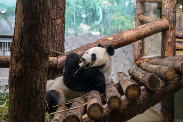 Panda lies on a wooden platform and gnaws at a bamboo branch © murziknata
