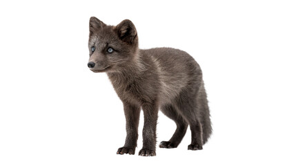 Cute small fluffy dark grey arctic fox cub standing alert, isolated on transparent background. © Daniel