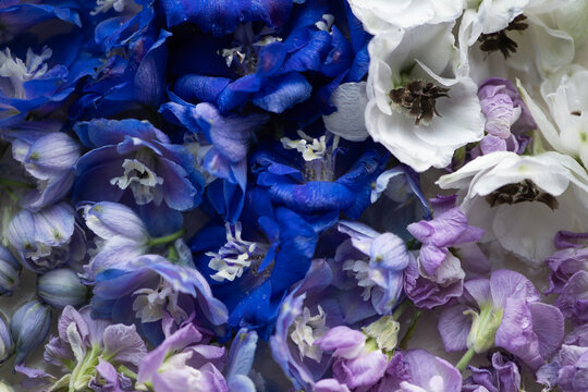 white, blue and violet flower monkshood background