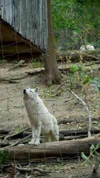 Vertical video of white wolf sitting in natural wildlife sanctuary