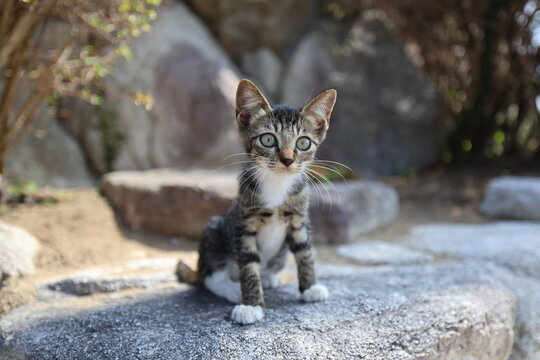 Cute brown tabby kitten with big green eyes sitting on rock in Kakarajima Cat Island, Karatsu, Saga, Japan
