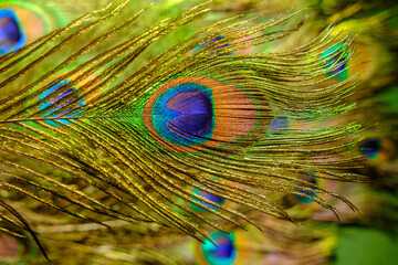 Close up of a peacock feather showing eye pattern and iridescent colors © reddish
