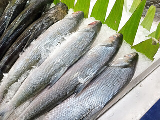 Close up of fresh milkfish displayed on crushed ice bed © Adipra