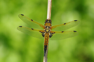 Four-Spotted Chaser Dragonfly (Libellula quadrimaculata) perched on a dry reed stem with a vibrant green blurred background © Badr