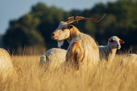 Georgian Tushuri Ram standing