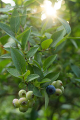 Ripe blueberry growing on a bush with sun rays shining through green leaves   Dojrzała borówka rosnąca na krzaku z promieniami słońca przebijającymi się przez zielone liście © Adrian White