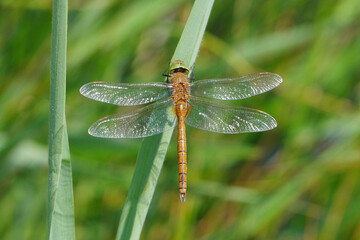 Norfolk hawker dragonfly (Aeshna isoceles) perched on green reed leaf in natural habitat © Badr