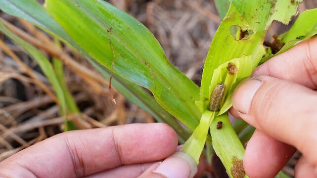 Closeup of a hand pointing at corn leaves damaged by fall armyworm larvae. Visible holes and insect frass in the plant whorl, depicting agricultural pest infestation and crop protection monitoring	