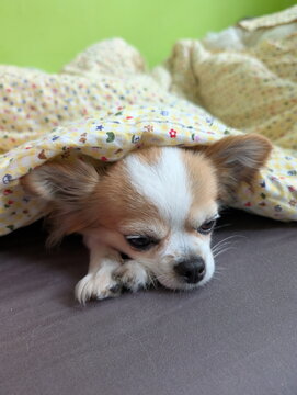 Cozy Chihuahua Puppy Peeking from Blanket