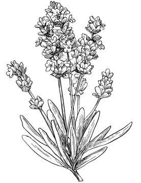Lavender plant with blossom coloring page