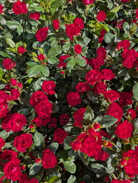 Vibrant Red Miniature Roses Botanical Abundance