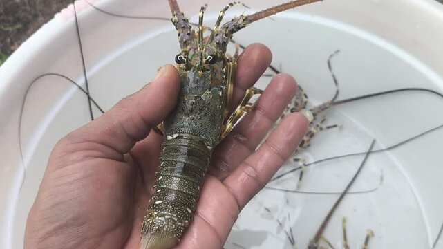Live spiny lobster held by hand in a container for aquaculture and seafood farming.
